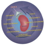 adrenal stress index test