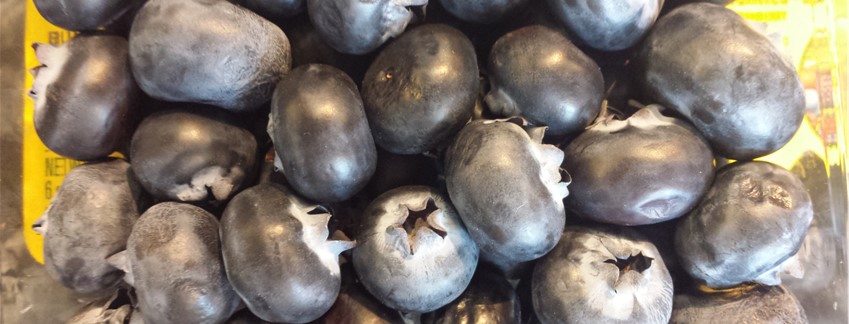 blueberries bone support plan Surgery Recovery Plan