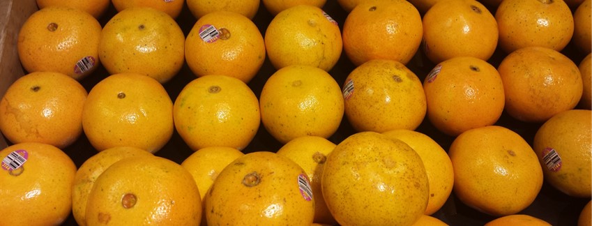 Immune System Plans Healthy Immune System Plans orange Post Immune Support Plan immune support plan healthy lon term immune support plan